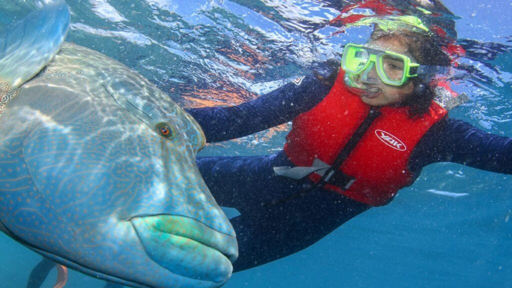 Diving at the The Great Barrier Reef