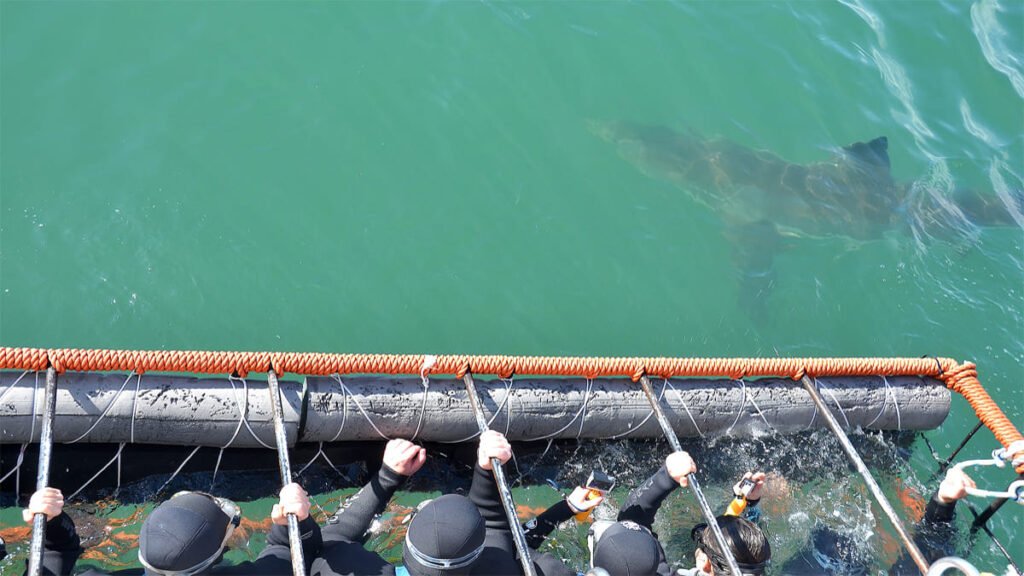 Shark Cage Diving in South Africa
